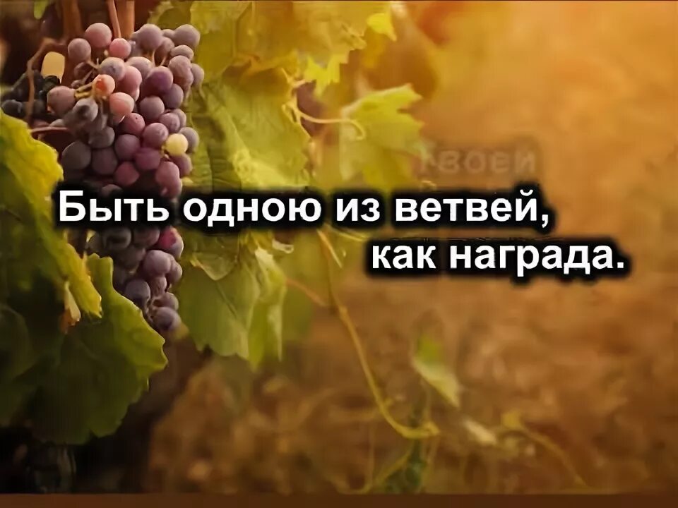 Я есмь истинная виноградная лоза, а отец мой. Ветви виноградной лозы. Изобильная виноградная лоза песня. Христианские песни лоза. Изобильная виноградная лоза.