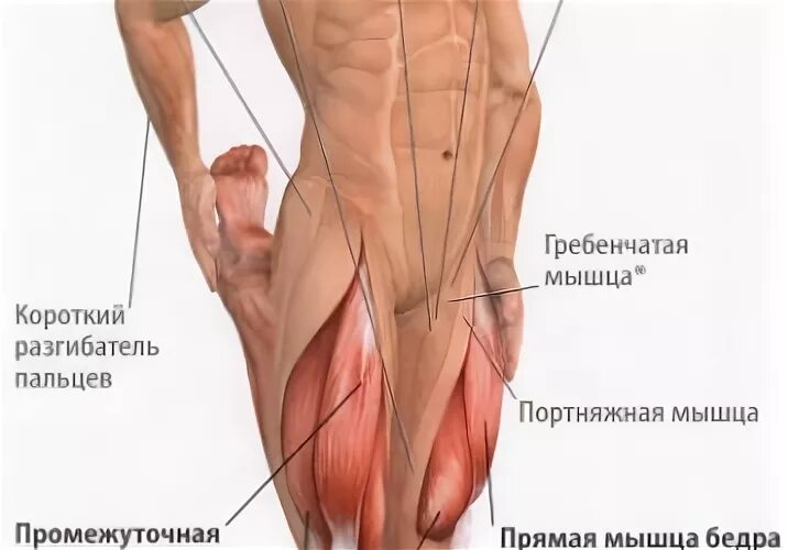 Гребенчатая мышца болит. Болит мышца бедра. Гребенчатая мышца бедра болит. Тонкая мышца болит.