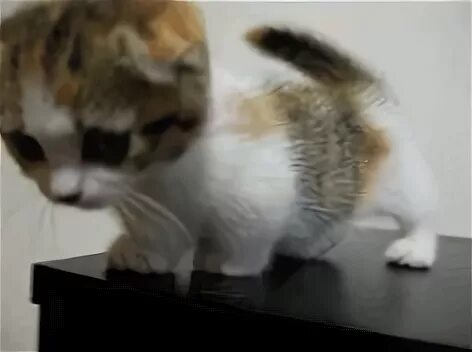 Tiny legs