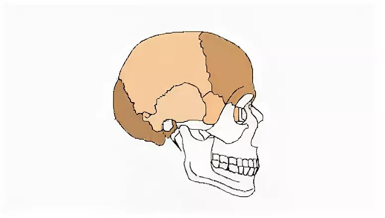 Бас сурет. Бас суйектери. neurocranium.
