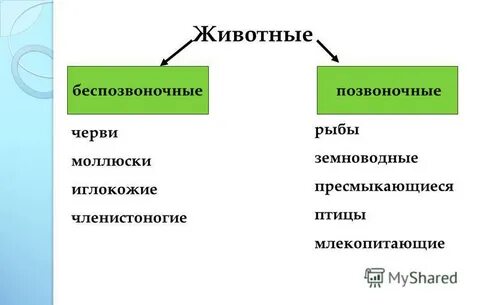 Позвоночные и беспозвоночные