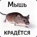 Мышь крадется майнкрафт. Крыса в майнкрафте постройка. Мыш кродеться оригинал. Мышь в майнкрафте. Мышь крадется.