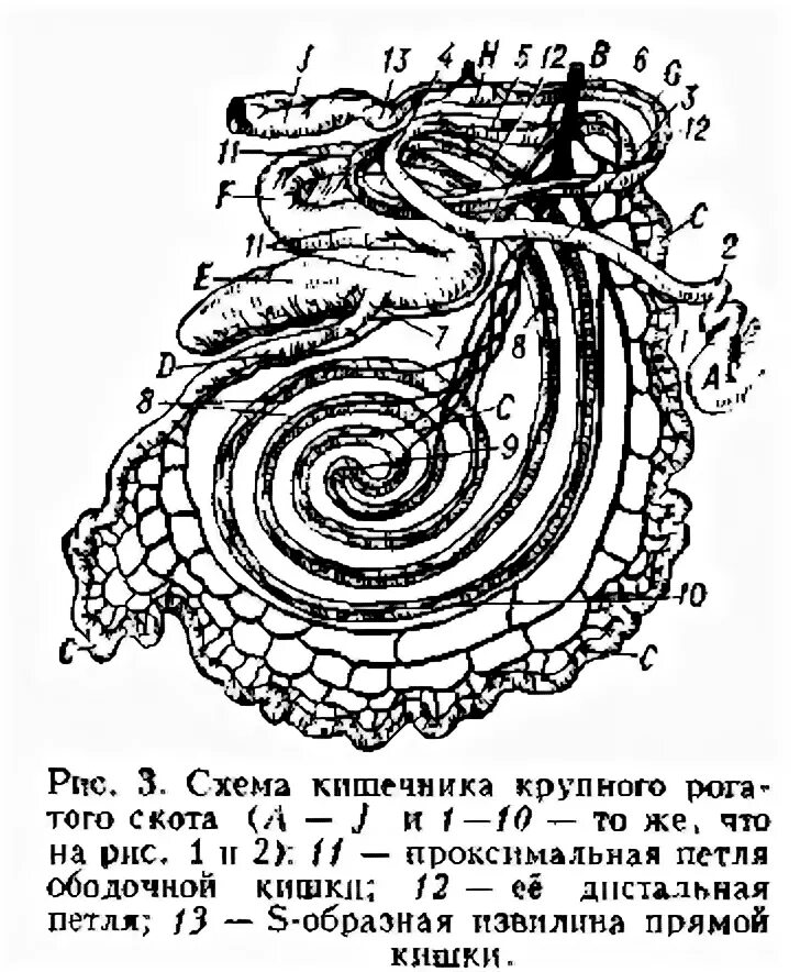 У каких животных короткий кишечник. Кишечник КРС анатомия. Схема строения кишечника крупного рогатого скота. Строение кишечника КРС. Строение кишок КРС.
