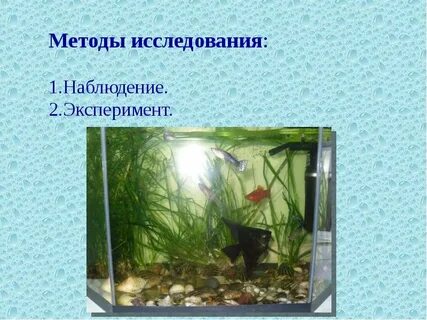 Изучение искусственного сообщества аквариума и его обитателей