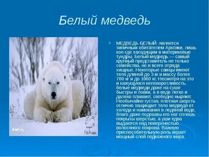 Информация о белом медведе 4 класс