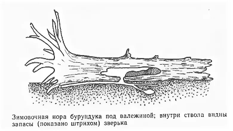 Небольшие ответвления с запасным выходом отнорки. Небольшие ответвления с запасным выходом отнорки