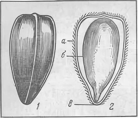 Строение семени подсолнечника. Плод семянка подсолнечник. Плод семянка строение. Строение семянки.
