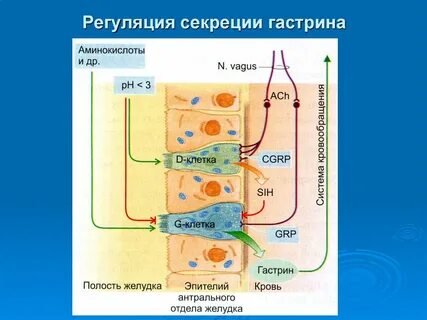 Секреции гастрина