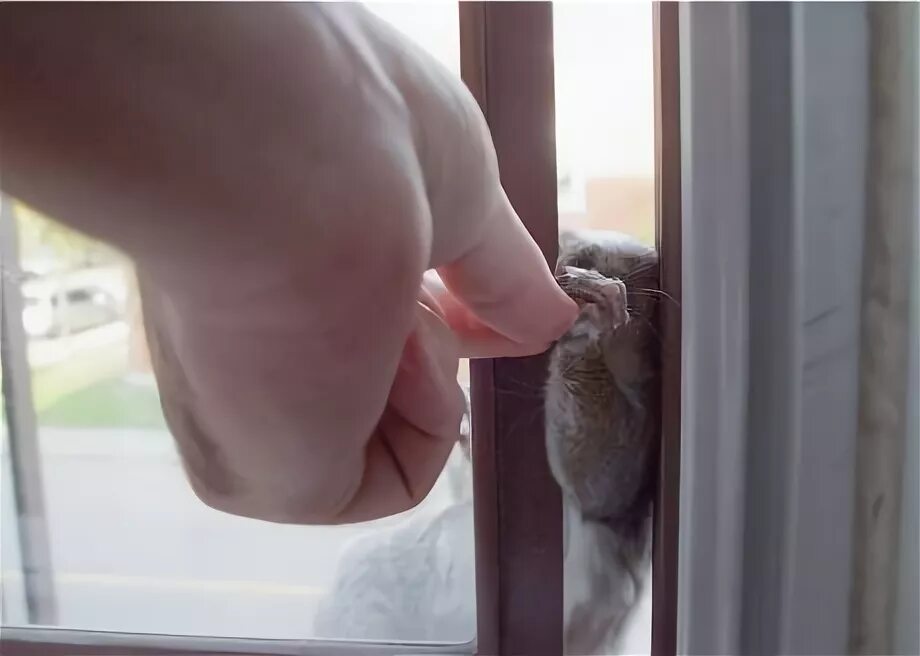 Обиженный кот в углу. Коты застревают в окнах. Кот стучится в дверь. Бодрись картинки прикольные. Кот стучится в дверь.