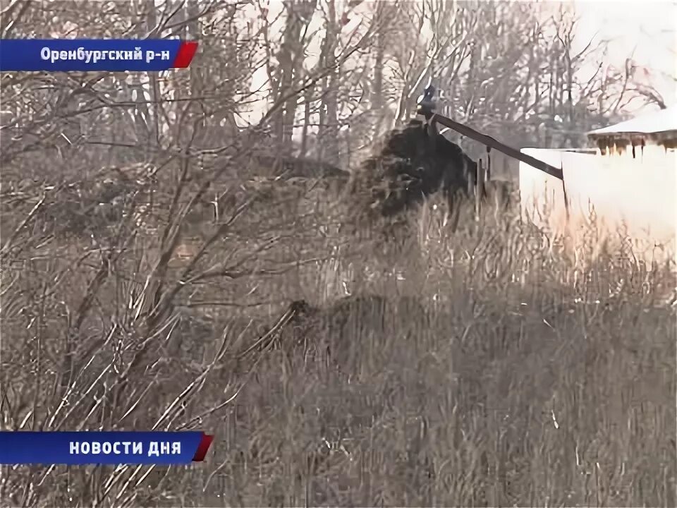 Подслушано донгуз. Испытательный полигон донгуз.