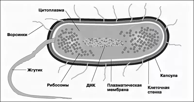 Бактериальная клетка окружена плотной