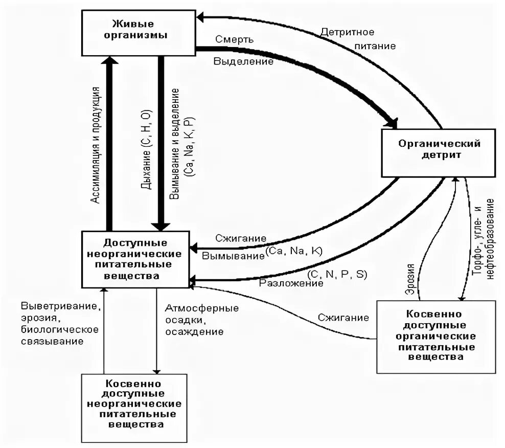 Биогеохимический круговорот веществ схема. Биогеохимические циклы веществ. Круговорот биогеохимических циклов. Круговорот веществ и энергии в биосфере схема. Круговорот веществ в биосфере обеспечивается