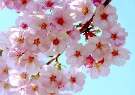 Flower blossom