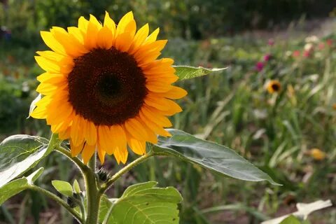 Sunflower отзывы