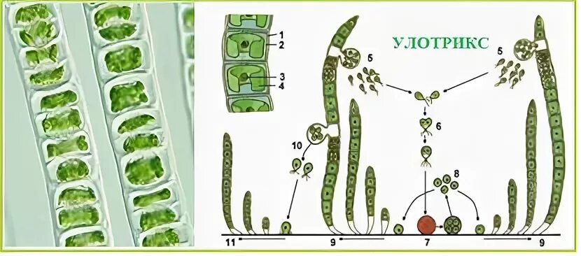 Улотрикс цикл. Строение улотрикса. Улотрикс жизненный цикл. Улотрикс таллом. Спорофитом улотрикса является