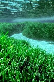 Водоросли обитают на суше в воде