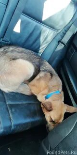 Найдена собака москва и область