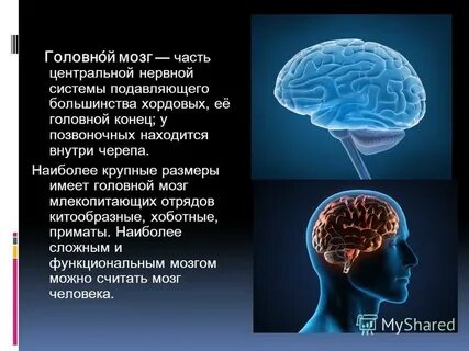 Головной конец