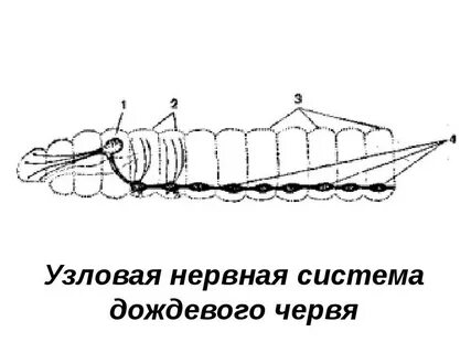 Нервная система дождевого червя состоит из