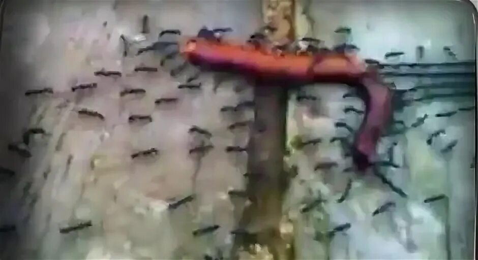 Большой земляной червь выползок. Большой земляной червь выползок. Таскает червяков. Малощетинковые черви земляной червь. Обыкновенный дождевой червь.