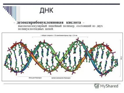 Известно что комплементарные цепи нуклеиновых