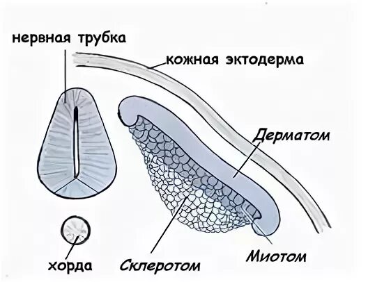 Дерматом миотом. Сомиты хорда и нервная трубка зародыша курицы. склеротом сомита. дерматом миотом склеротом. сомиты строение.