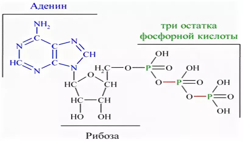 Остаток фосфорной кислоты атф. Рибоза аденин фосфорная кислота. Три остатка фосфорной кислоты. Малые органические молекулы.