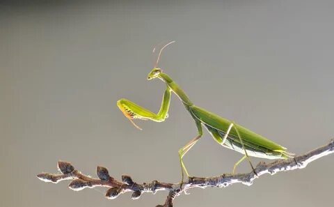 Reportajes y fotografías de Mantis religiosa en National Geographic.