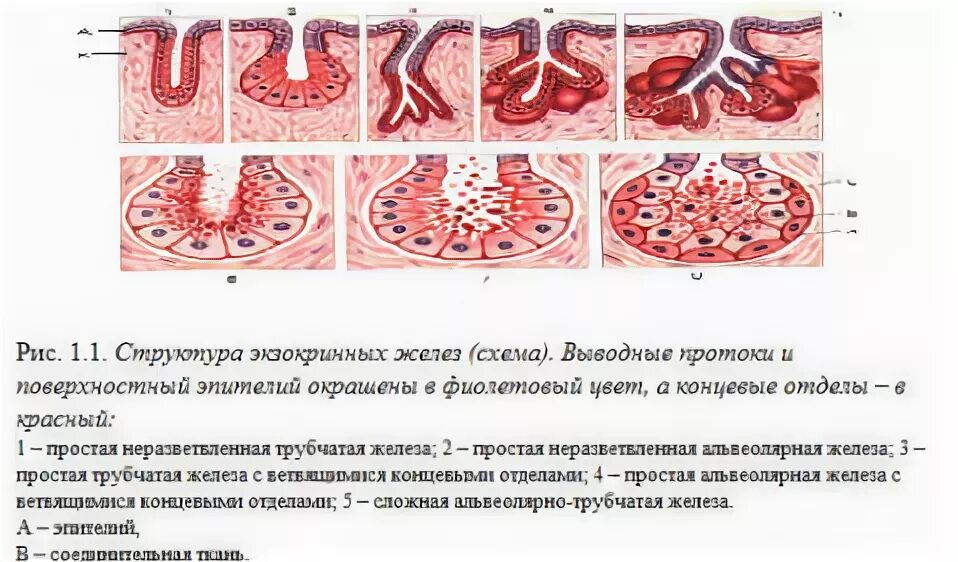 Классификация и строение экзокринных желез. Классификация и строение экзокринных желез