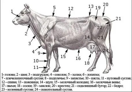 Туловище коровы
