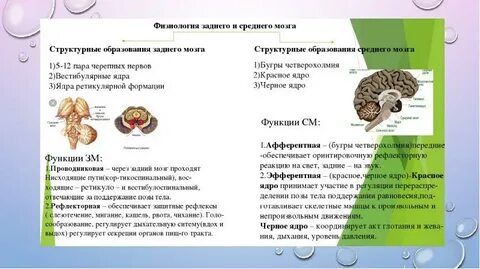 Задний мозг средний мозг