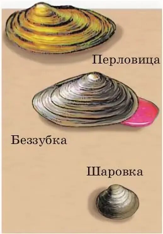 Признак раковина беззубки раковина перловицы таблица. Перловицы беззубки шаровки. возраст беззубки. раковина из 2 створок двустворчатого моллюска. раковина перловицы и беззубки.