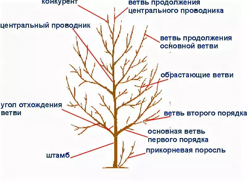 Яблоня строение дерева. Скелетные ветки яблони. Строение саженца яблони. Строение надземной системы плодового дерева.