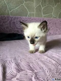 Тайский котенок в добрые