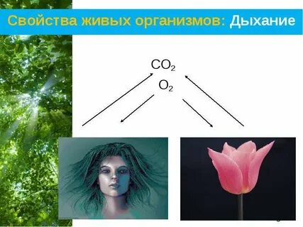 Общее свойство живых систем дыхание