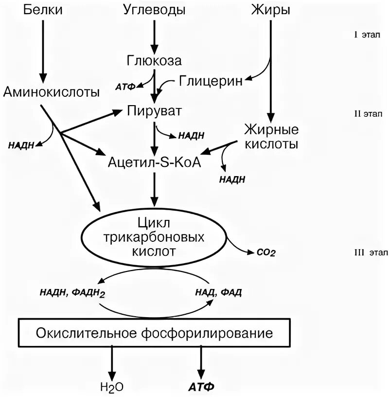 Расщепление жиров происходит в. Расщепление углеводов формула. Схема переваривания углеводов биохимия. Расщепление углеводов в организме происходит до. Расщепление углеводов в процессе пищеварения.