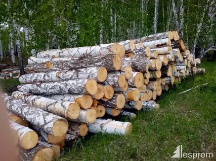 Береза кругляк