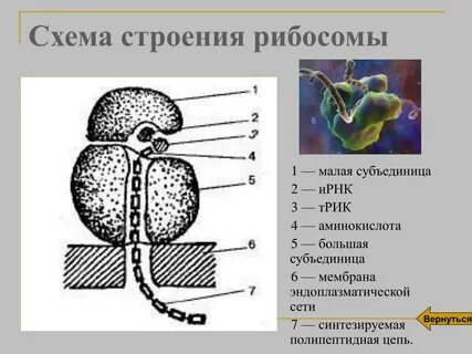 В клетках прокариот отсутствуют рибосомы