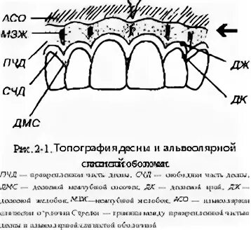 Переходная складка слизистой. Переходная складка слизистой оболочки рта. Переходная складка десны. Переходная складка зуба. Складки преддверия полости рта.