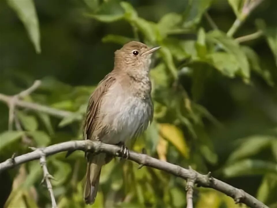 Песни птицы соловья