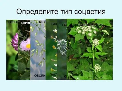 Определенные соцветия