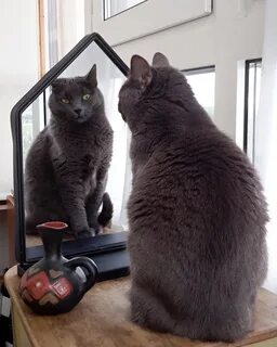 Коты переживают