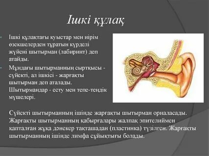 Трусикидегі кемпірлердің порносы