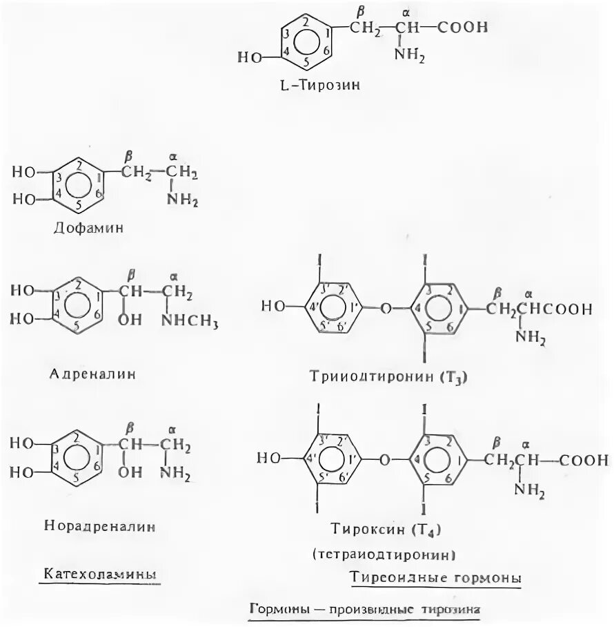 Производные аминокислоты тирозина. Гормоны являющиеся производными аминокислот. Гормоны — производные аминокисл. Гормоны производные аминокислоты тирозин это.