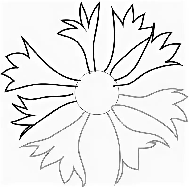 раскраска василек цветок. раскраска цветы васильки. цветок василек контур. трафарет "цветы". василек раскраска.