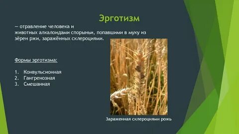 Эрготизм симптомы
