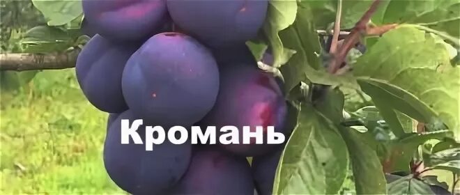 Слива сорт кромань. Слива блэк даймонд. Слива алыча синяя. Слива кромань. Слива сорт кромань.