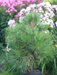 Pinus nigra