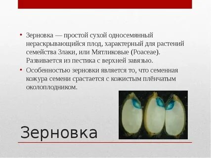 Околоплодник это семенная кожура