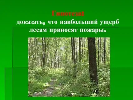Что произошло в каком лесу